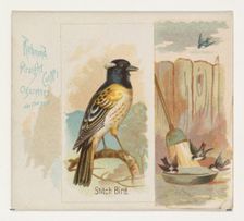 Stitch Bird, from the Song Birds of the World series (N42) for Allen & Ginter Cigarettes, ..., 1890. Creator: Allen & Ginter