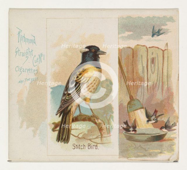 Stitch Bird, from the Song Birds of the World series (N42) for Allen & Ginter Cigarettes, ..., 1890. Creator: Allen & Ginter.