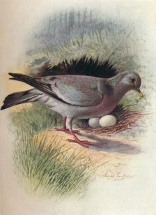 Stock-Dove - Colum'ba oe'nas c1910, (1910). Artist: George James Rankin