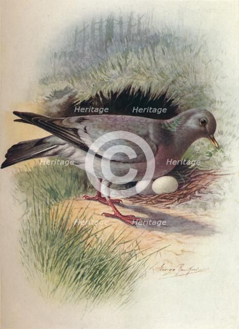 'Stock-Dove - Colum'ba oe'nas', c1910, (1910). Artist: George James Rankin.
