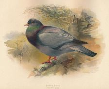 Stock Dove (Columba aenas) 1900, (1900). Artist: Charles Whymper