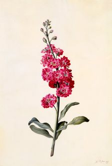 Stock (Matthiola Incana), c. 1746 (hand coloured engraving). Creator: "Georg Dionysius Ehret (1710 - 70); Ehret, Georg Dionysius (1710-1770)"