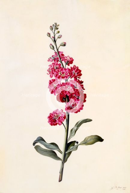 Stock (Matthiola Incana), c. 1746 (hand coloured engraving). Creator: "Georg Dionysius Ehret (1710 - 70); Ehret, Georg Dionysius (1710-1770)".