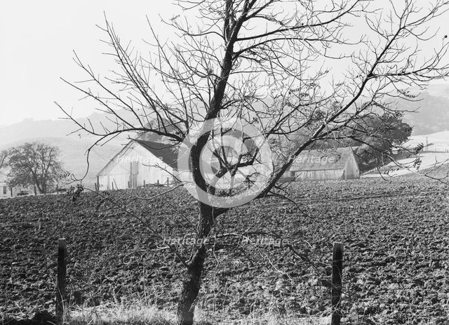 Stock ranch and plowed field, Contra Costa County, California, 1938. Creator: Dorothea Lange.
