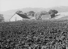 Stock ranch and plowed field, Contra Costa County, California, 1938. Creator: Dorothea Lange