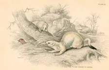 Stoat (Mustela erminea), member of the weasel family, 1828. Creator: Unknown