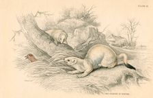 Stoat (Mustela erminea), member of the weasel family, 1828. Creator: Unknown