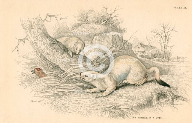 Stoat (Mustela erminea), member of the weasel family, 1828. Creator: Unknown.