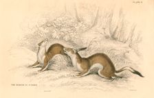 Stoat (Mustela erminea), member of the weasel family, 1828. Creator: Unknown