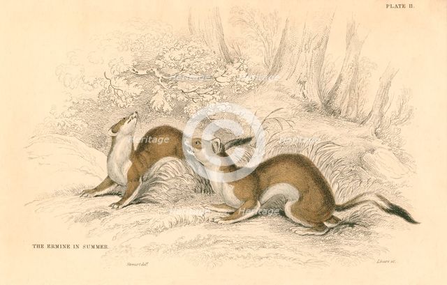 Stoat (Mustela erminea), member of the weasel family, 1828. Creator: Unknown.