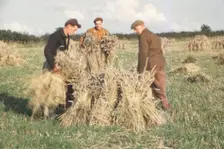 Stooking Corn Wheat in August, Yorkshire, c1960. Artist: CM Dixon