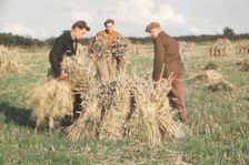 Stooking Corn Wheat in August, Yorkshire, c1960. Artist: CM Dixon