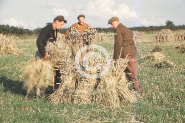 Stooking Corn Wheat in August, Yorkshire, c1960. Artist: CM Dixon.