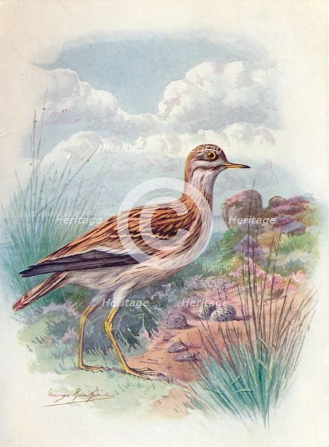 'Stone-Curlew, Norfolk Plover, or Thick-Knee - OEdicne'mus scol'opax', c1910, (1910). Artist: George James Rankin.