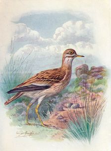 Stone-Curlew, Norfolk Plover, or Thick-Knee - OEdicne'mus scol'opax c1910, (1910). Artist: George James Rankin
