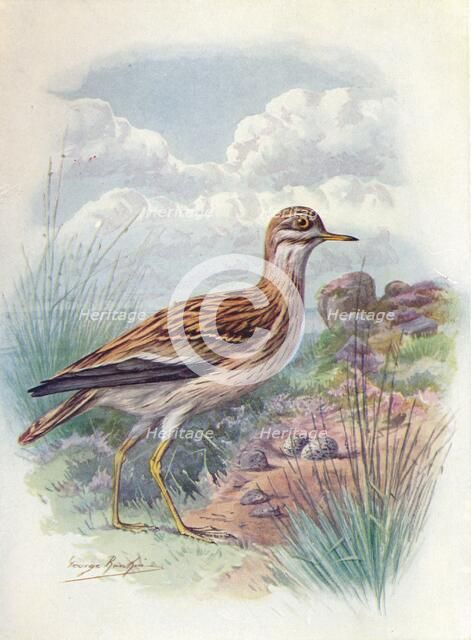 'Stone-Curlew, Norfolk Plover, or Thick-Knee - OEdicne'mus scol'opax', c1910, (1910). Artist: George James Rankin.