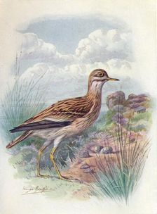 Stone-Curlew, Norfolk Plover, or Thick-Knee - OEdicne'mus scol'opax c1910, (1910). Artist: George James Rankin
