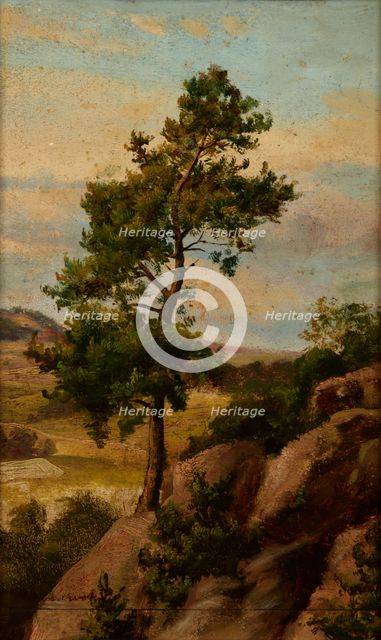 Stone Pine, before 1870. Creator: Heinrich Grabinski.