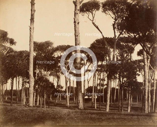 Stone Pines, Villa Pamfili Doria, Rome, 1856. Creator: Jane Martha St. John.