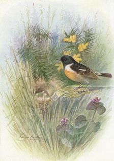 Stonechat - Pratin'cola rubic'ola c1910, (1910). Artist: George James Rankin