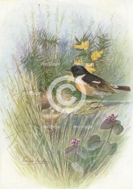 'Stonechat - Pratin'cola rubic'ola', c1910, (1910). Artist: George James Rankin.