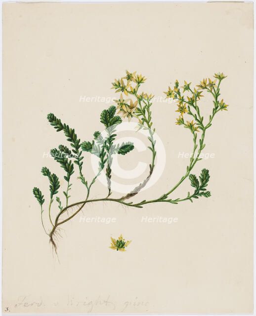 Stonecrop, 1840-1849. Creator: Ferdinand von Wright.