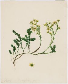 Stonecrop, 1840-1849. Creator: Ferdinand von Wright