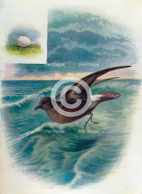 'Storm Petrel - Procellar'ia pela'gica', c1910, (1910). Artist: George James Rankin.