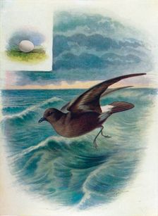 Storm Petrel - Procellar'ia pela'gica c1910, (1910). Artist: George James Rankin