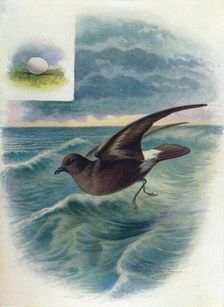 Storm Petrel - Procellar'ia pela'gica c1910, (1910). Artist: George James Rankin
