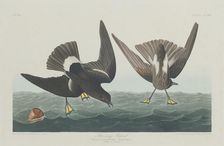 Stormy Petrel, 1835. Creator: Robert Havell