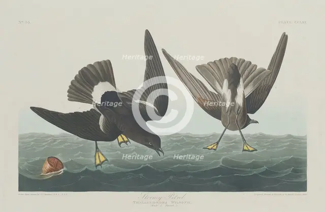 Stormy Petrel, 1835. Creator: Robert Havell.