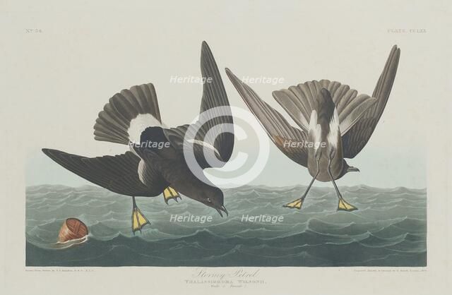 Stormy Petrel, 1835. Creator: Robert Havell.