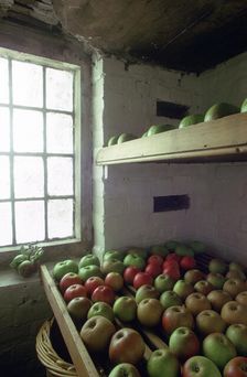 Stored apples. Artist: Tony Evans