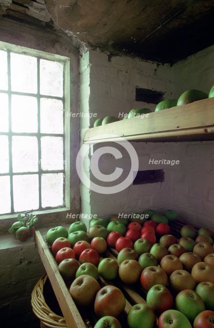 Stored apples.  Creator: Tony Evans.