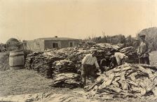 Stores of Fish on the Shore: Fishing on Lake Zaisan, 1909. Creator: Nikolai Georgievich Katanaev