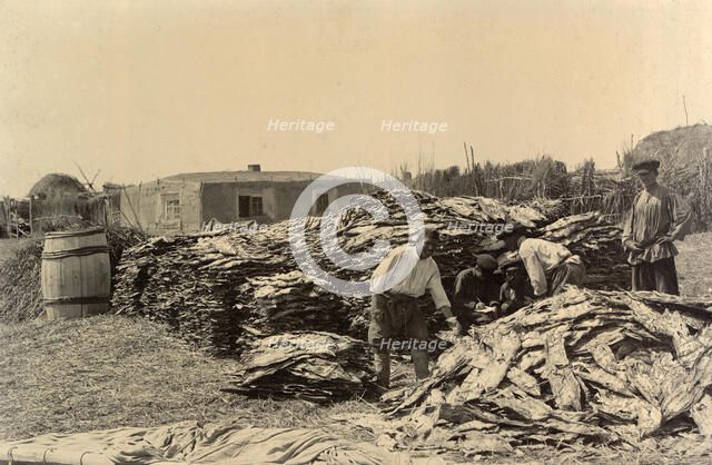 Stores of Fish on the Shore: Fishing on Lake Zaisan, 1909. Creator: Nikolai Georgievich Katanaev.