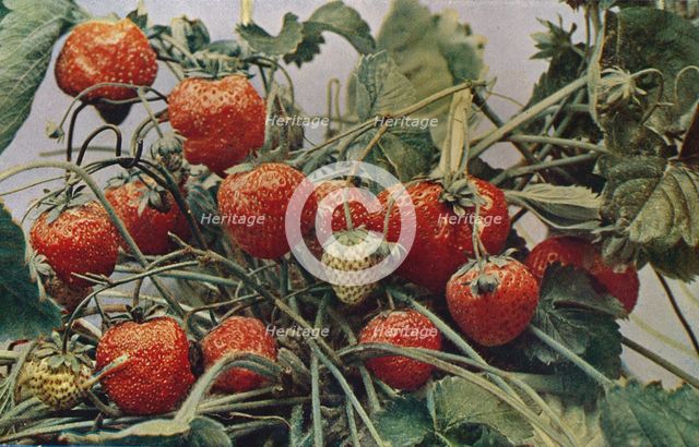 'Strawberries - John Kidd & Co. Ltd.', 1910. Artist: Photochrom Co Ltd of London.