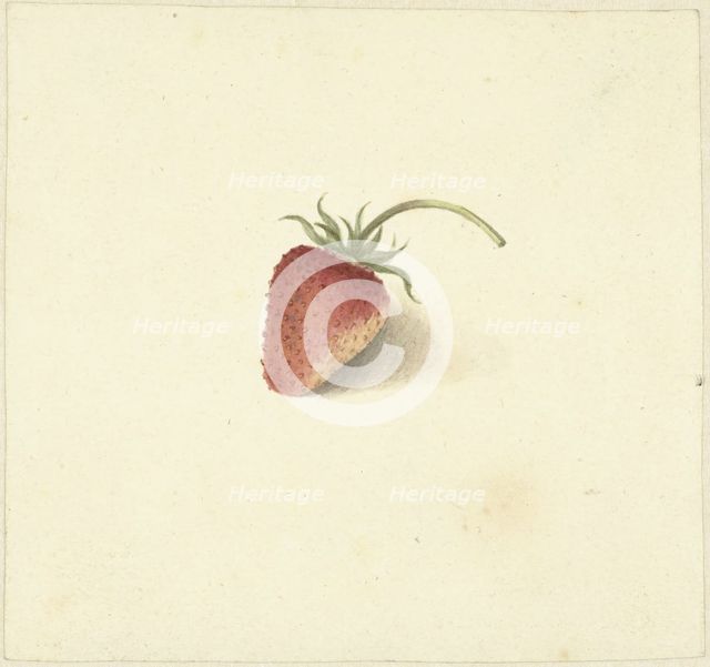 Strawberry, 1818-1853. Creator: Elisabeth Geertruida van de Kasteele.