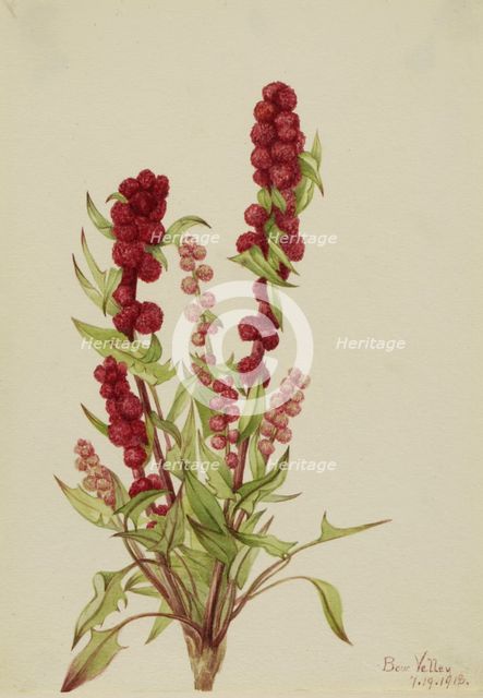 Strawberry-Blite (Chenopodium capitatum), 1918. Creator: Mary Vaux Walcott.