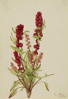 Strawberry-Blite (Chenopodium capitatum), 1918. Creator: Mary Vaux Walcott
