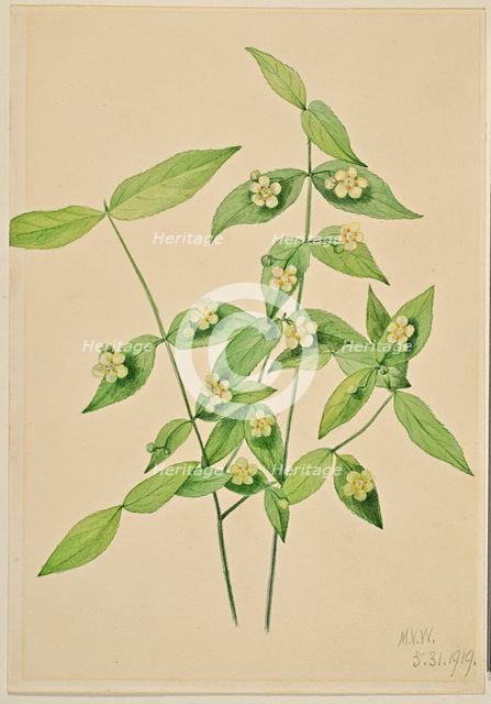 Strawberry Bush (Euonymus americanus), 1919. Creator: Mary Vaux Walcott.