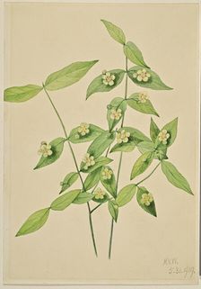Strawberry Bush (Euonymus americanus), 1919. Creator: Mary Vaux Walcott