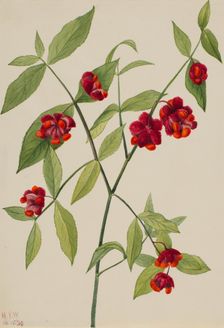 Strawberry Bush-"Hearts Bustin with Love" (Euonymus Americanus), 1930. Creator: Mary Vaux Walcott