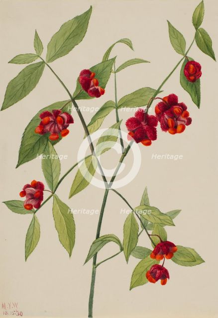 Strawberry Bush-"Hearts Bustin' with Love" (Euonymus Americanus), 1930. Creator: Mary Vaux Walcott.