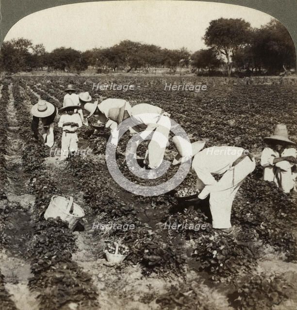 Strawberry field, Irapuato, Mexico.Artist: Underwood & Underwood
