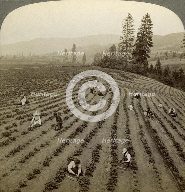 Strawberry picking, Cedar Creek Farm, Hood River Valley, Oregon, USA.Artist: Underwood & Underwood