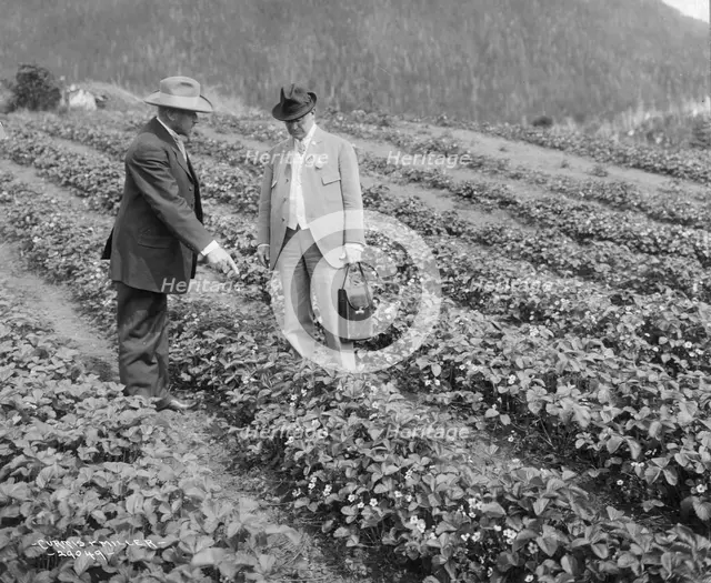 Strawberry plants on government farm, 1916. Creator: Curtis & Miller.