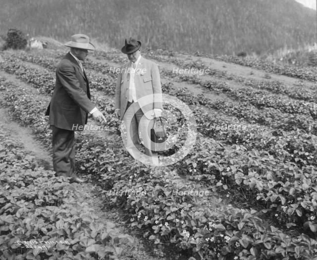 Strawberry plants on government farm, 1916. Creator: Curtis & Miller.