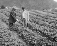 Strawberry plants on government farm, 1916. Creator: Curtis & Miller